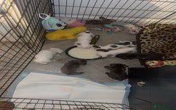 French Bulldog dogs for sale: French bulldog puppies  - Image 10