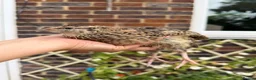 Quail poultry for sale: Scarlet / Red range Coturnix quail  - Advert 5