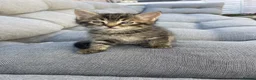 Mixed Breed cats for sale: Beautiful Brown Tabby Kitten - Advert 1