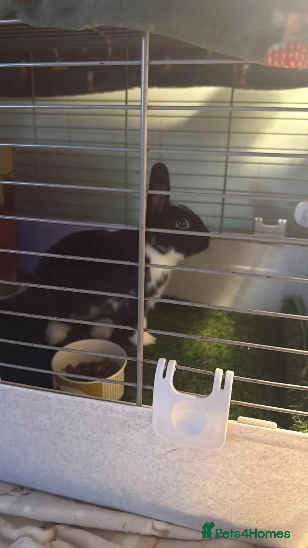 Dutch rabbits for sale: Male Dutch Well Handled Bunny Rabbit  in Saint Columb - Advert 4