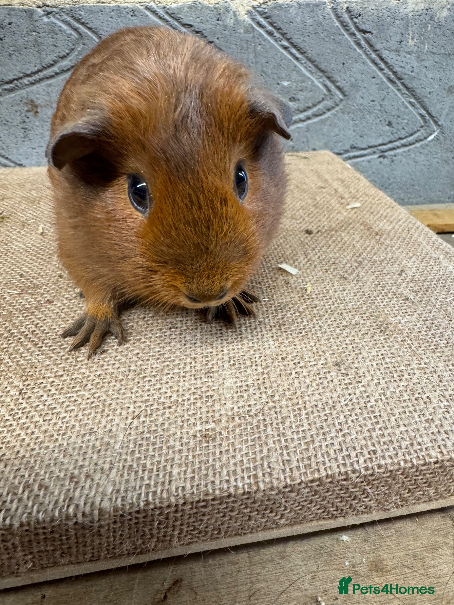 Guinea Pig rodents Baby male & female guinea pigs for sale - Advert 1