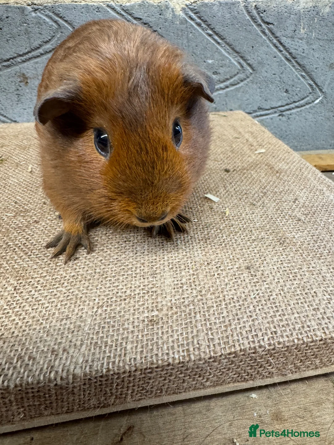 Guinea Pig rodents for sale: Baby male & female guinea pigs for sale - Advert 1