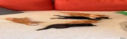Mixed Breed cats for sale: Kittens  - Advert 8