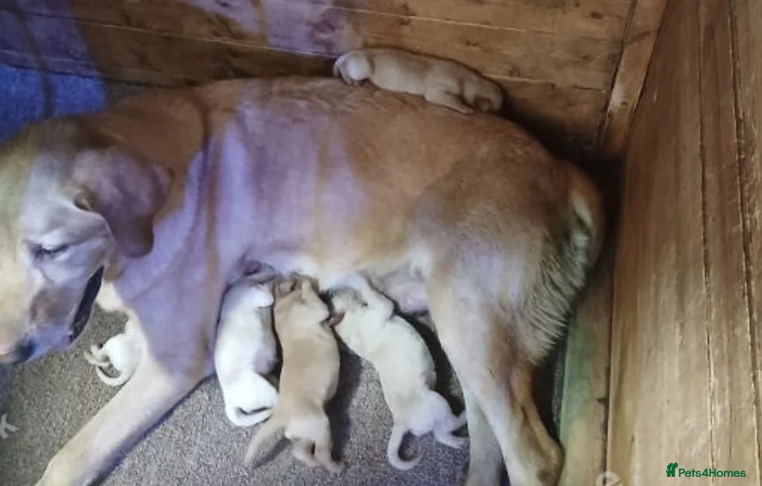 Labrador Retriever dogs for sale: Labrador puppies boys and girls  in Thetford - Advert 2