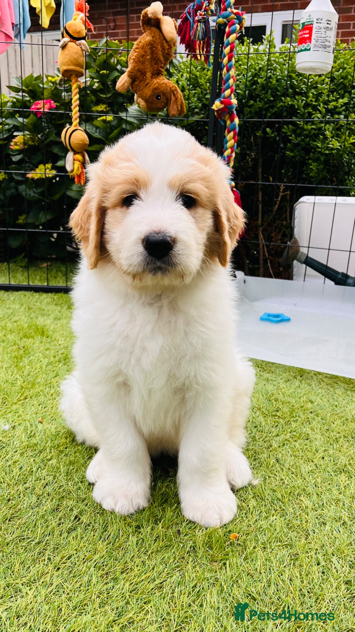 Mixed Breed dogs Ready in 1 week ❤️Pyrenees goldenDoodle Puppies   - Advert 2