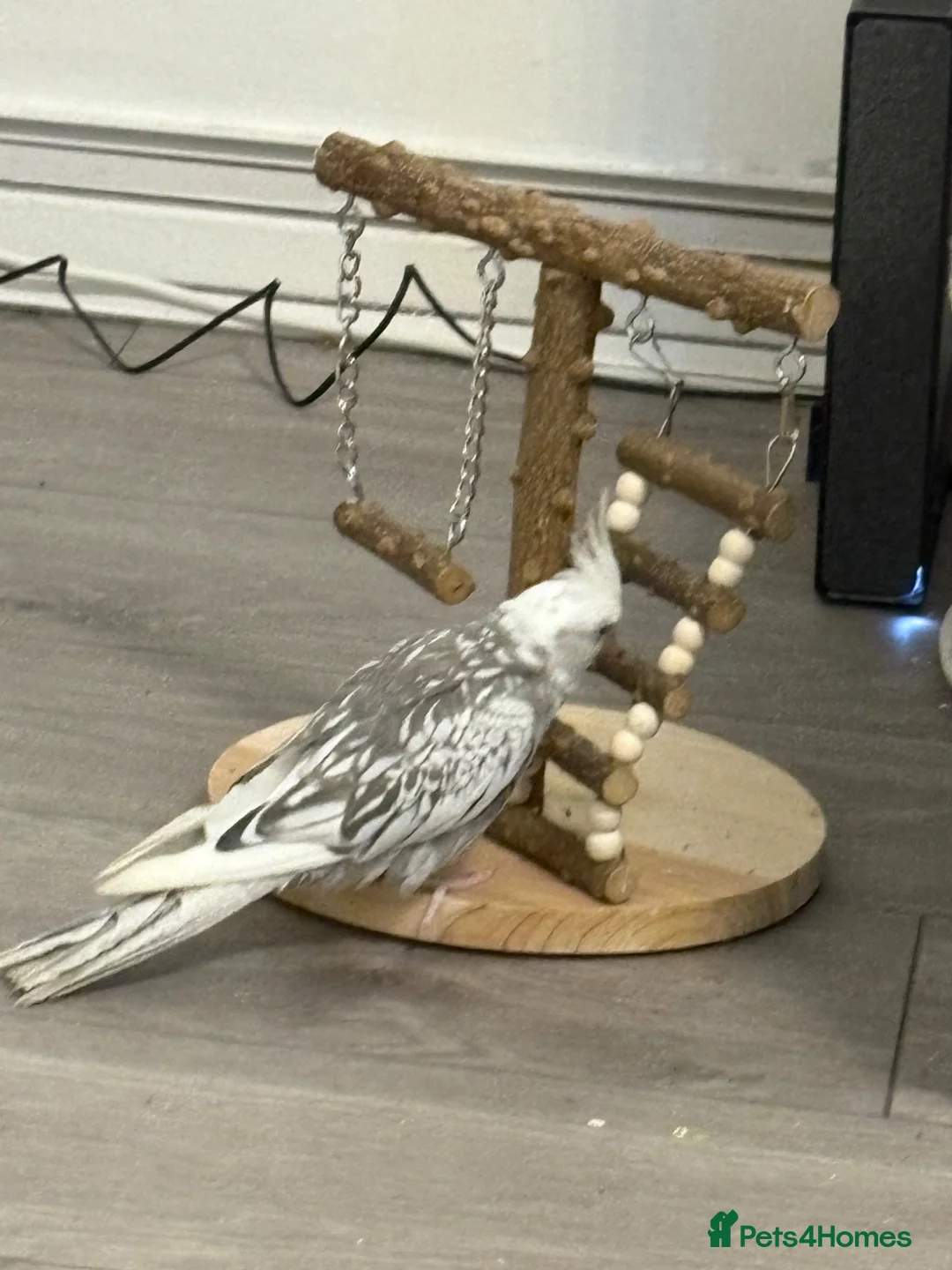 Cockatiels birds for sale: White & Gery  - Advert 2