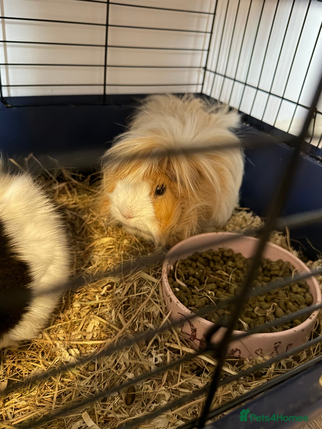 Guinea Pig rodents for sale: 2 female guinea pigs  - Advert 6