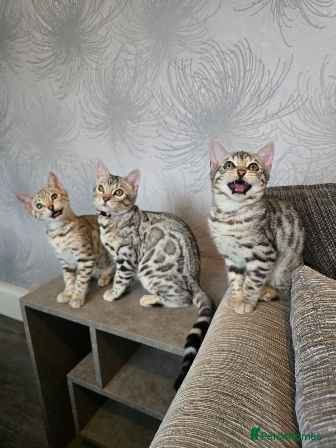 Bengal cats for sale:  Championship Bengal Kittens  - Advert 16