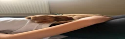 Cocker Spaniel dogs for sale: 13 week old male cocker spaniel pup - Advert 5