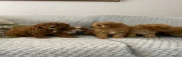 Cavapoo dogs for sale: Beautiful five Cavapoos - Advert 5