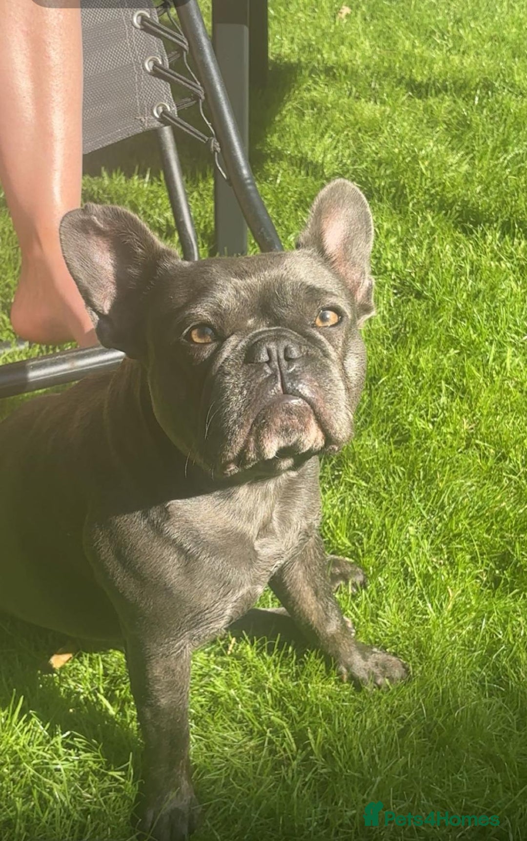 French Bulldog dogs for sale: Blue French bulldog - Image 6