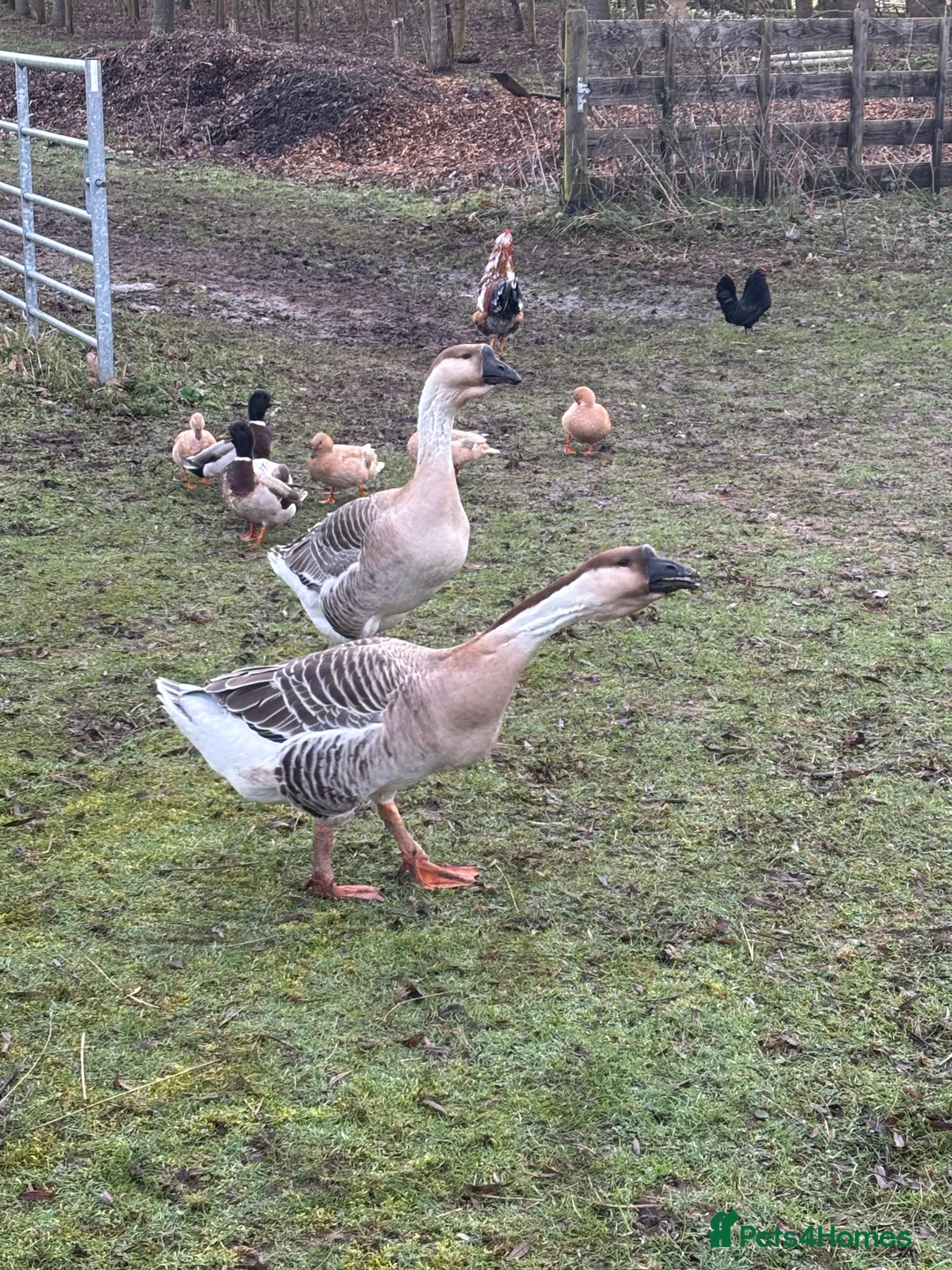 Geese poultry for sale: Pair of African geese  - Advert 4