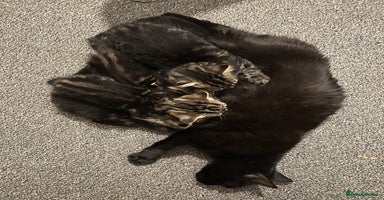 Mixed Breed cats - Advert 4