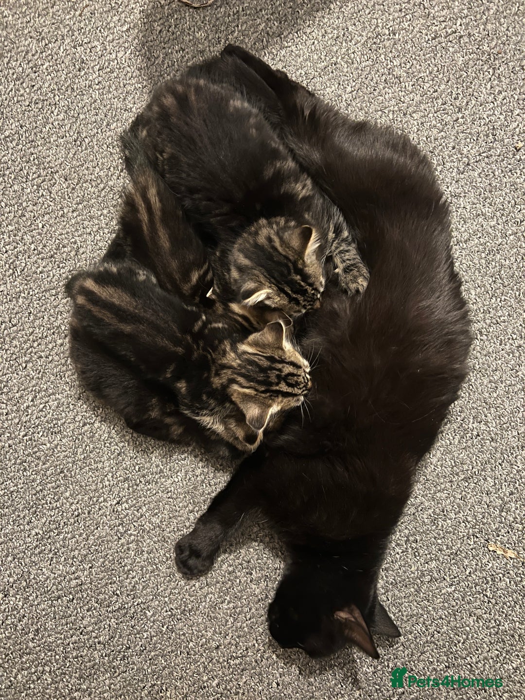 Mixed Breed cats for sale: 2 beautiful kittens looking for a new home - Image 2