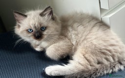 Ragdoll cats for sale: 2 Boys and 1 Girl Ragdoll kittens - Image 11