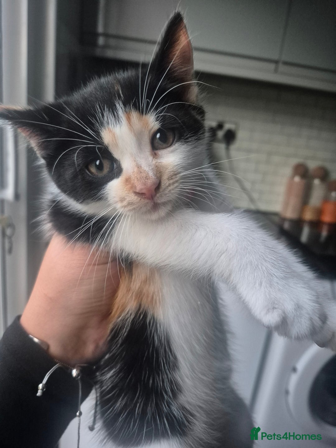 Mixed Breed cats for sale: 2 female kittens left! - Image 1