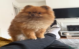 Pomeranian dogs for sale: Louis - Advert 5