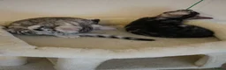 Bengal cats for sale: 2 Tica Registered male Bengal kittens for sale  in Windsor - Advert 9