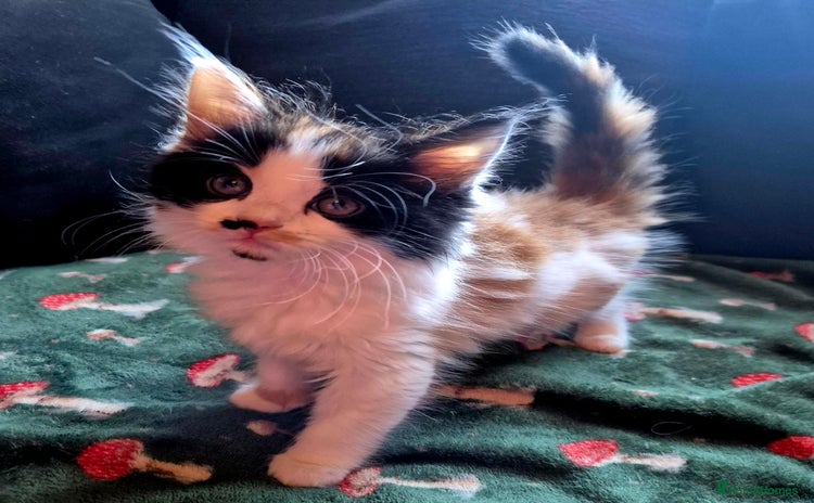 Mixed Breed cats - Advert 14
