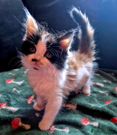 Mixed Breed cats - Advert 6