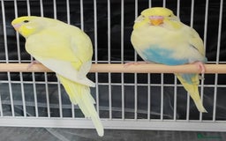 Budgerigars birds for sale: Beautiful Baby Budgies  - Image 2