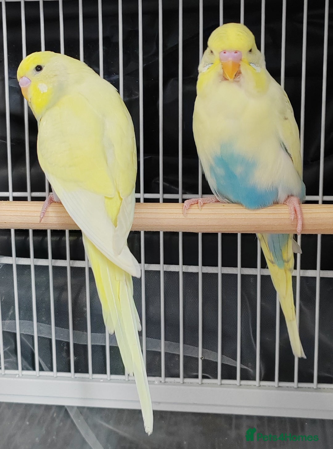 Budgerigars birds for sale: Beautiful Baby Budgies  - Image 2