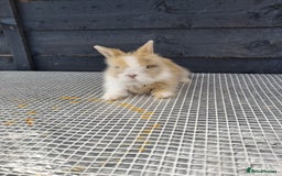 Lionhead rabbits for sale: lionhead bunnies  - Image 15