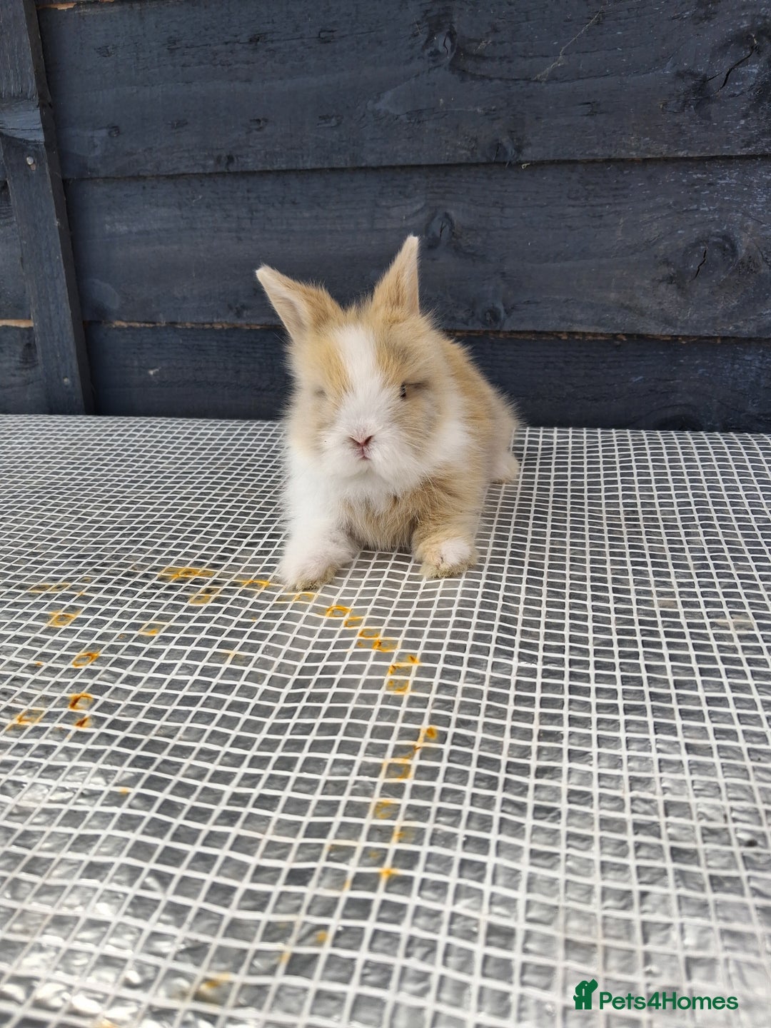 Lionhead rabbits for sale: lionhead bunnies  - Image 15
