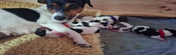 Jack Russell dogs for sale: Quality smooth coat tri coloured girl Jack Russel  - Advert 20