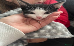 Mixed Breed cats for sale: Black & white kitten - Image 1