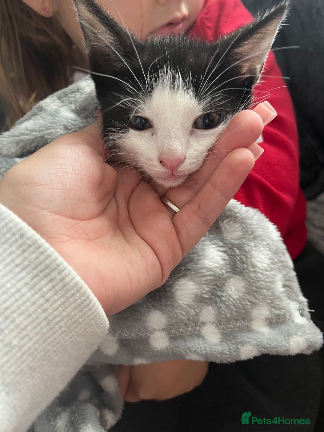 Mixed Breed cats for sale: Black & white kitten - Image 1