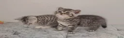 British Shorthair cats for sale: 🏆 Pedigree Silver British Shorthair Kittens 🏆 - Advert 9