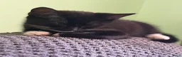 Mixed Breed cats for sale: Female kitten in Grantham - Advert 5
