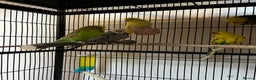 Budgerigars birds for sale: Budgies for sale  - Advert 5