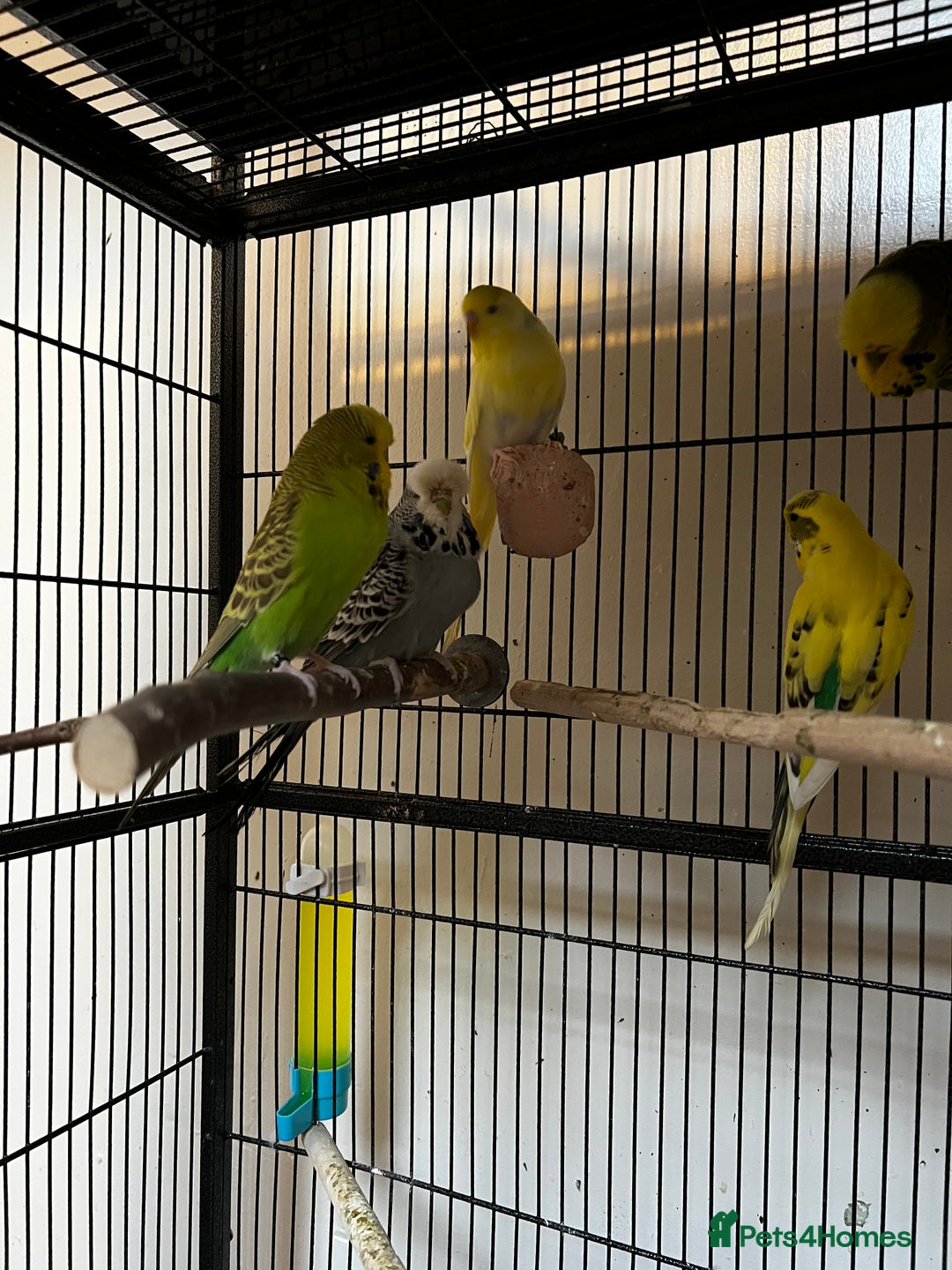 Budgerigars birds for sale: Budgies for sale  - Advert 5