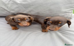 Miniature Dachshund dogs for sale: Miniature dachshunds - Image 3