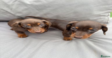 Miniature Dachshund dogs - Advert 14