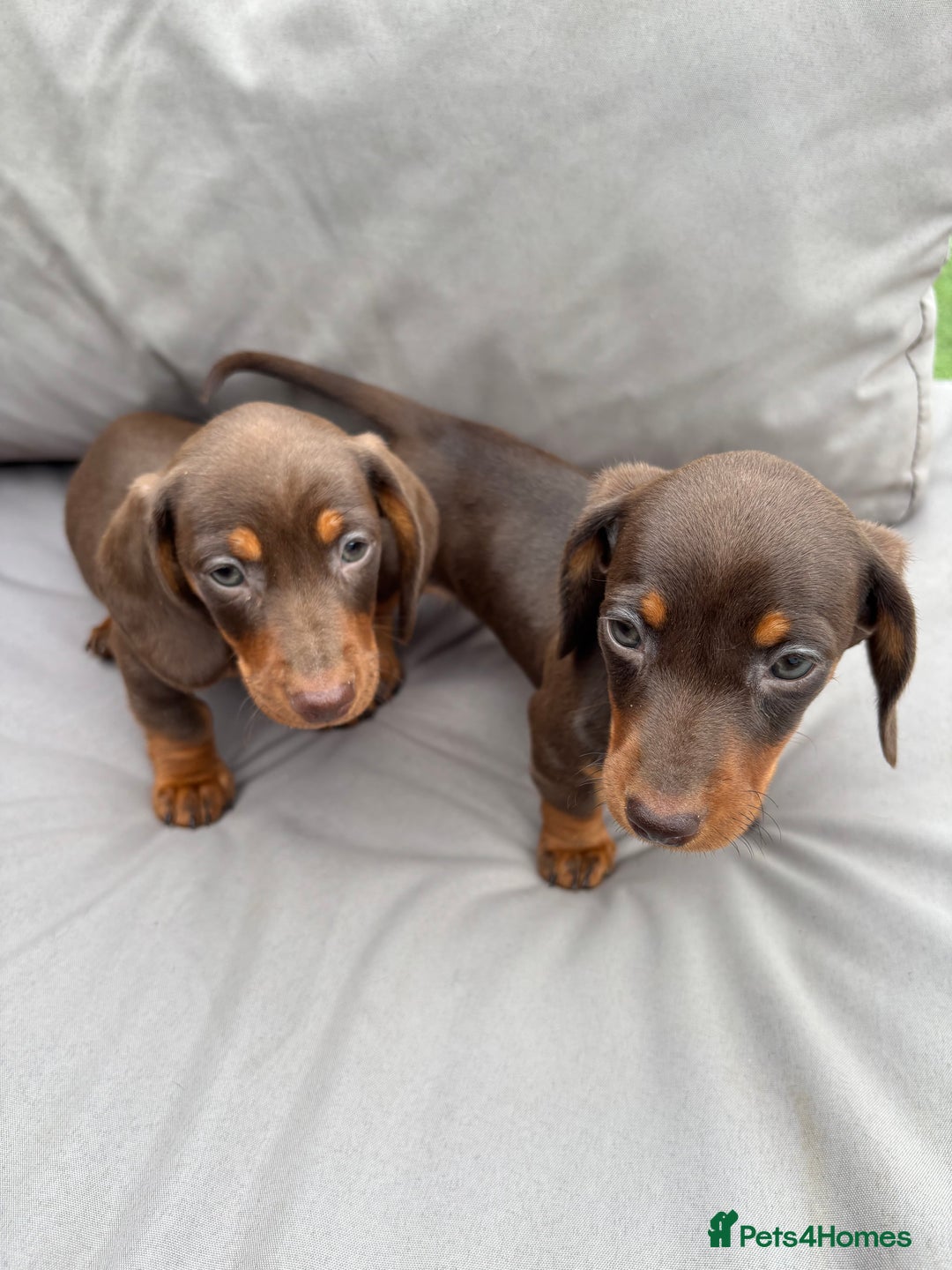 Miniature Dachshund dogs for sale: Miniature dachshunds - Image 3
