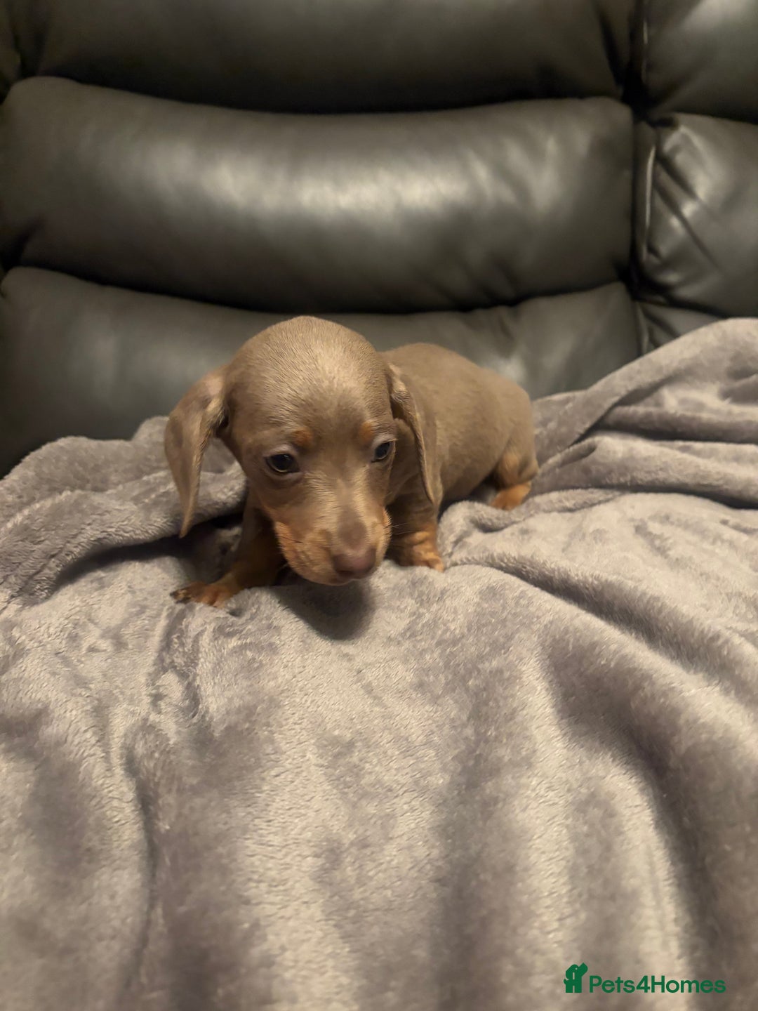 Miniature Dachshund dogs for sale: Miniature Dachshund - Advert 10