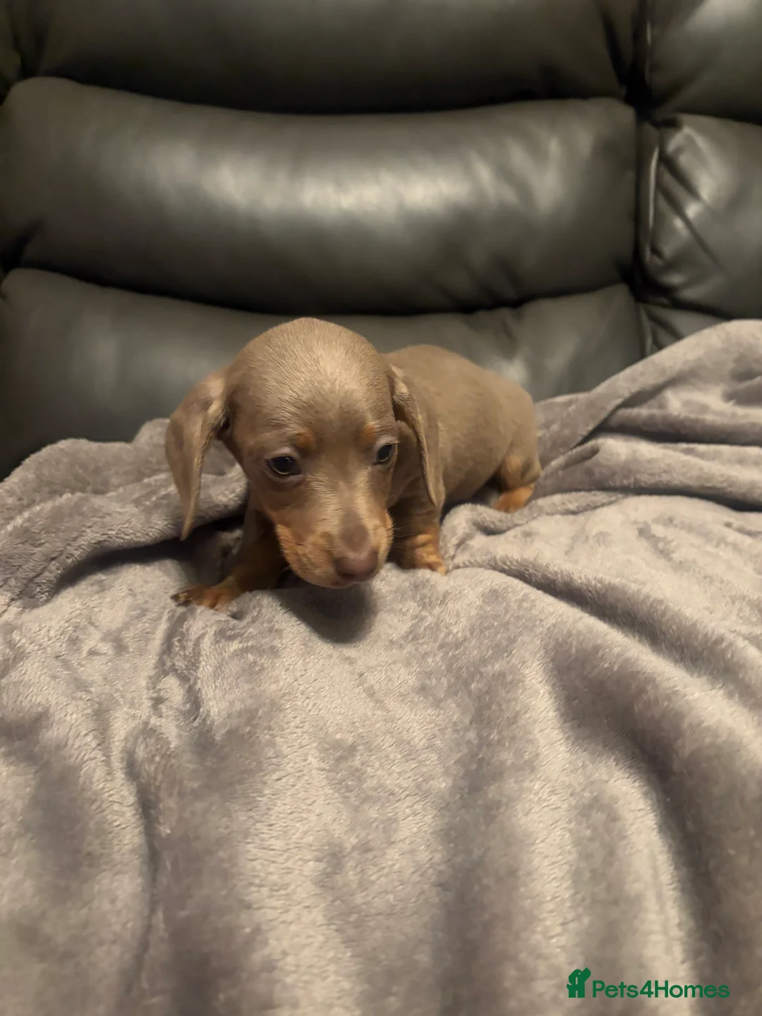 Miniature Dachshund dogs for sale: Miniature Dachshund - Advert 10