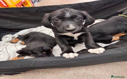 Mixed Breed dogs for sale: Ready now cocker spaniel x German shepherd puppy’s - Image 9