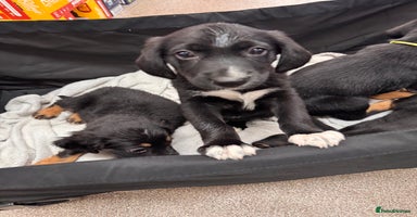 Mixed Breed dogs - Advert 5