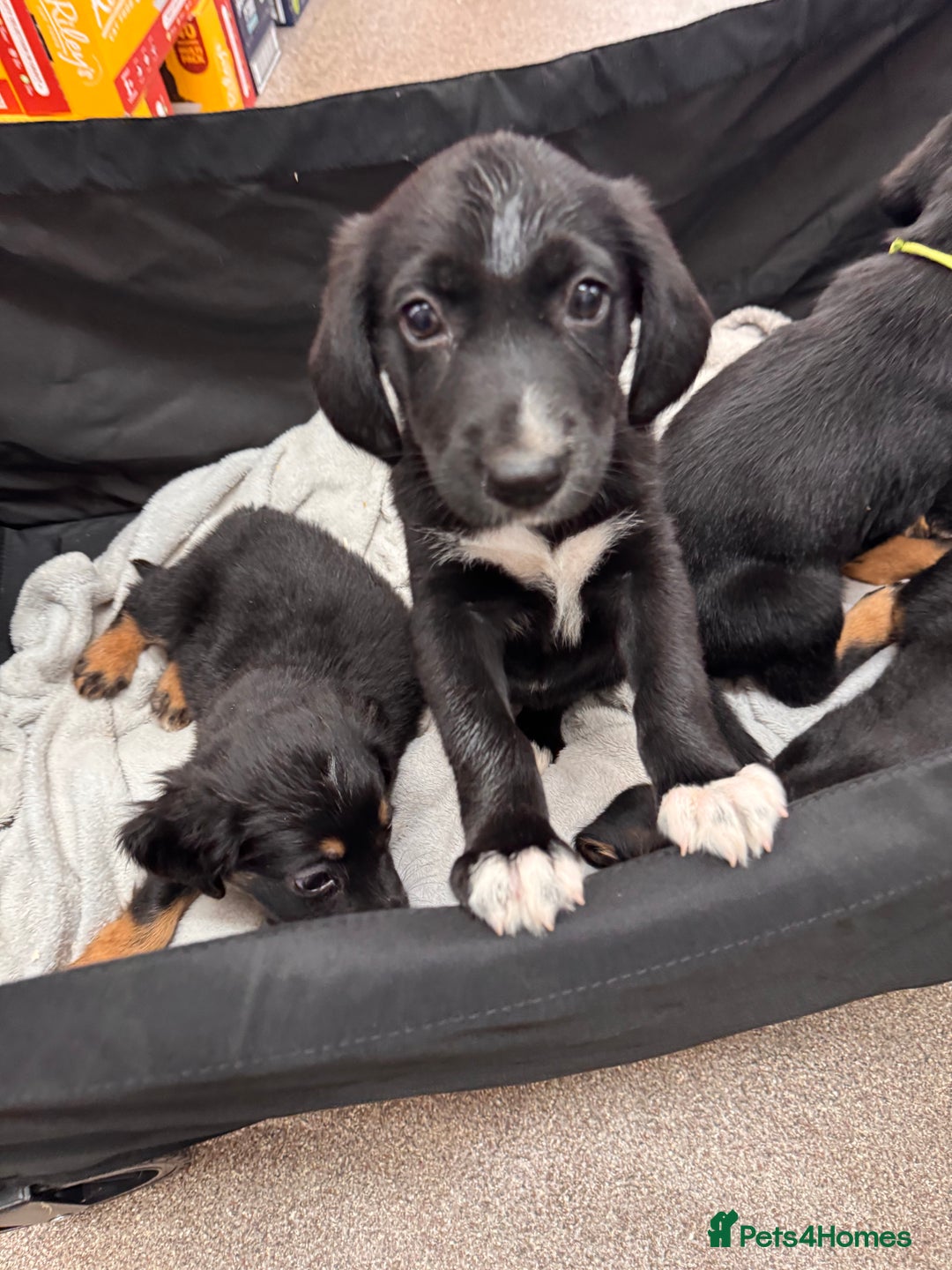 Mixed Breed dogs for sale: Ready now cocker spaniel x German shepherd puppy’s - Image 9