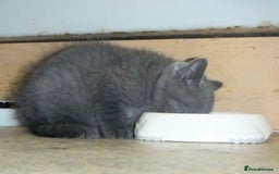 British Shorthair cats for sale: Blue Pedigree BSH Male Singleton - Image 4
