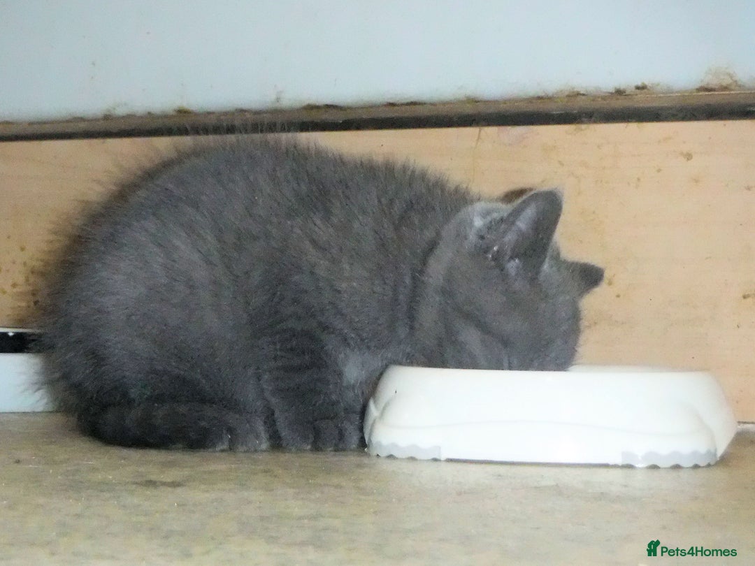 British Shorthair cats for sale: Blue Pedigree BSH Male Singleton - Image 4