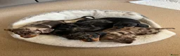 Miniature Dachshund dogs for sale: Beautiful KC registered puppies.  - Advert 1