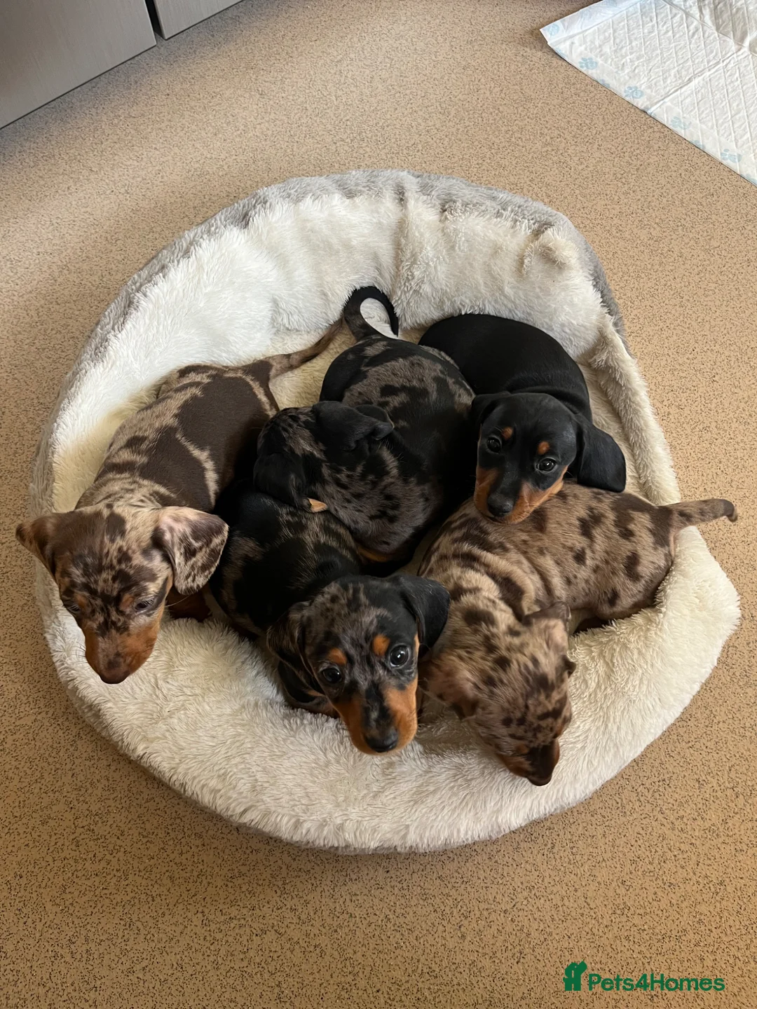 Miniature Dachshund dogs for sale: Beautiful KC registered puppies.  - Advert 1