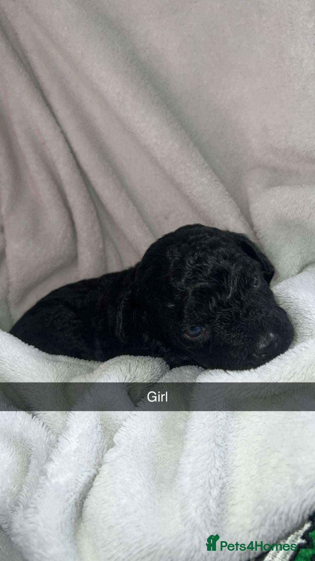 Jackapoo dogs for sale: F1b jackpoos  - Advert 2
