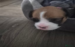 Boxer dogs for sale: Kc Boxer Puppies - Image 15