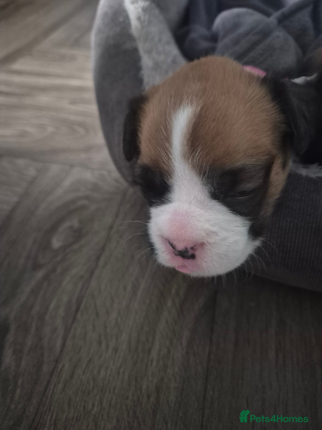 Boxer dogs for sale: Kc Boxer Puppies - Image 15